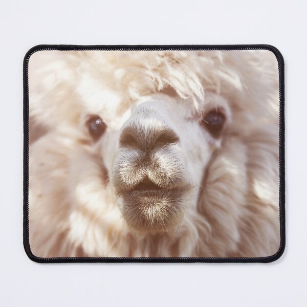 Item preview, Funny alpaca llama isolated on blur background designed and sold by Chris-Thodd.