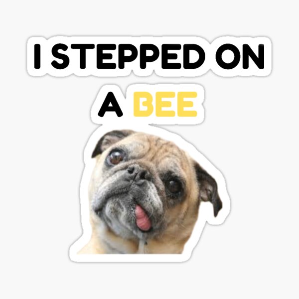 my dog stepped on a bee objection relavance｜TikTok Search