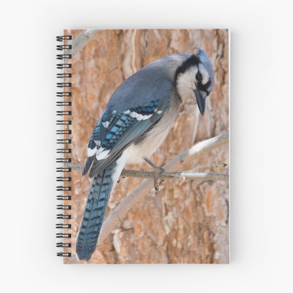 Item preview, Thoughtful Blue Jay designed and sold by Greg Birkett.