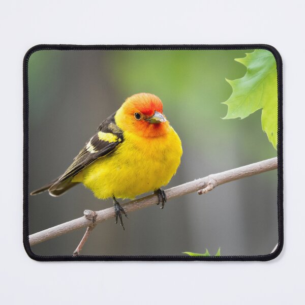Item preview, Western Tanager on Maple branch designed and sold by Eivor Kuchta.