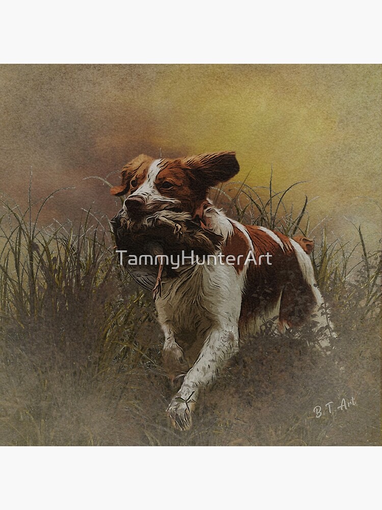 Hunting Brittany Stud Dogs French Brittany Breeders Near Me French