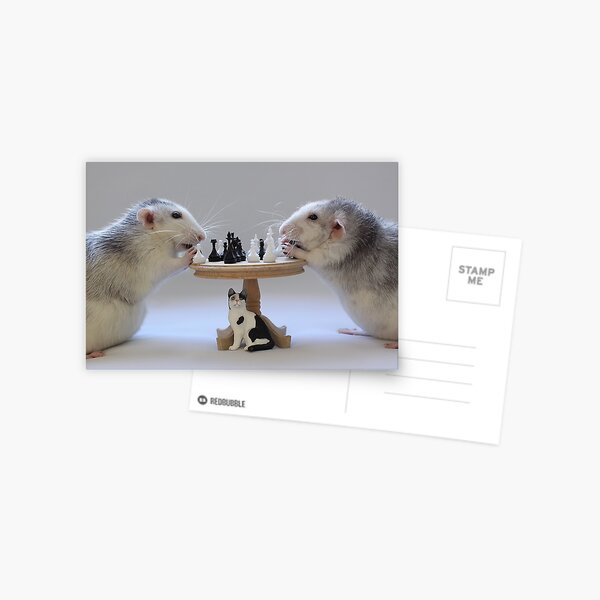 The real Chess Players :) Postcard