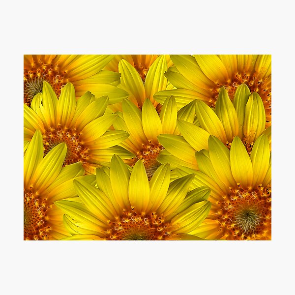 Sunflower Painting Photographic Print