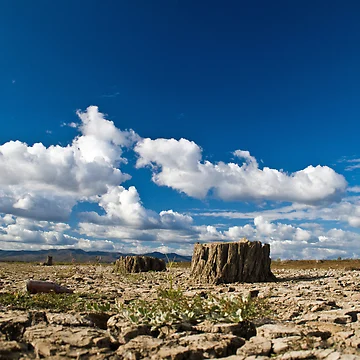 Artwork thumbnail, Stumps by David de Groot