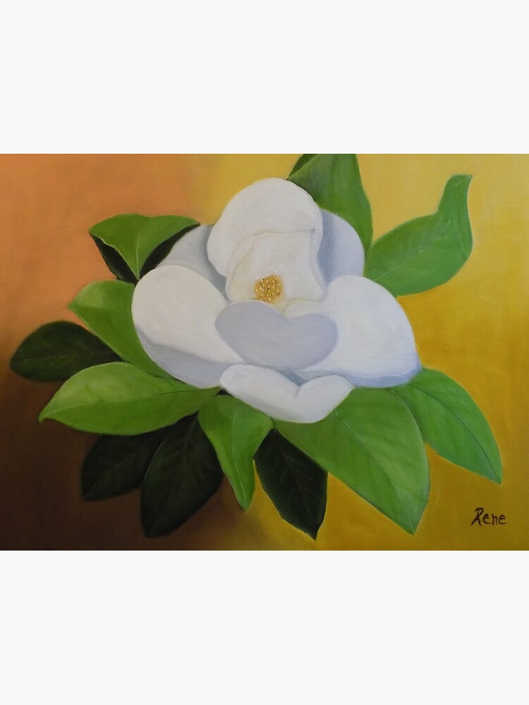 Magnolia In Full Bloom by irenebernhardt
