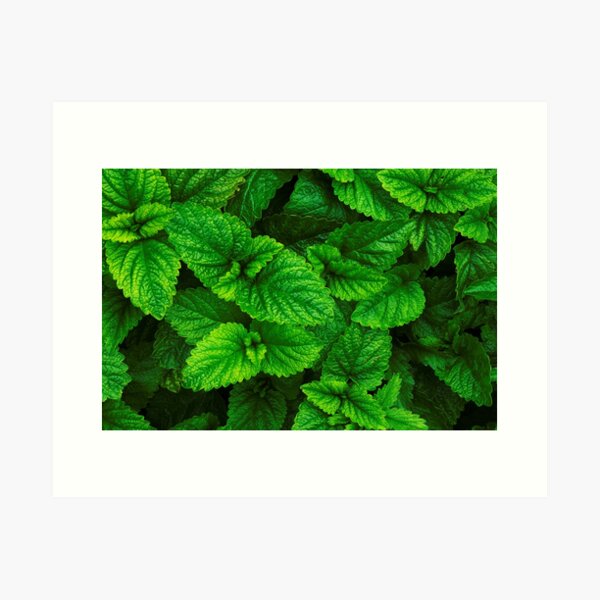 Spring in the garden Art Print