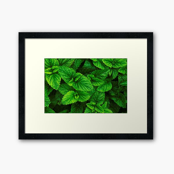 Spring in the garden Framed Art Print
