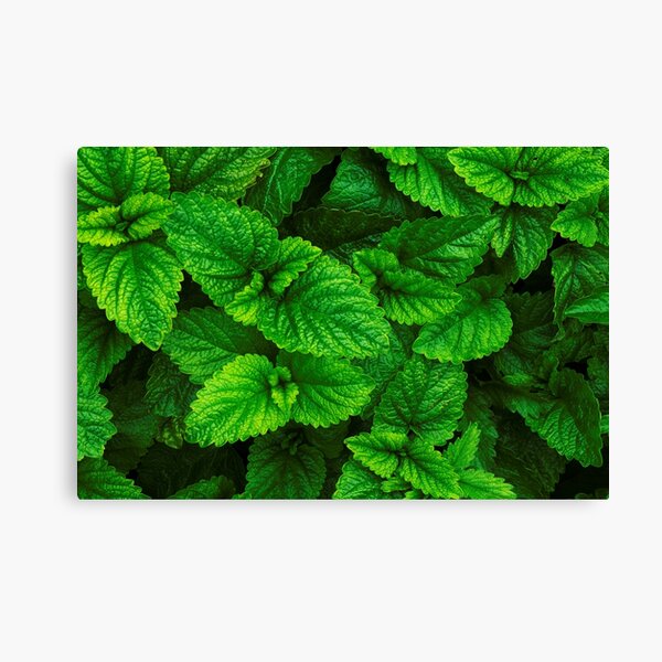 Spring in the garden Canvas Print