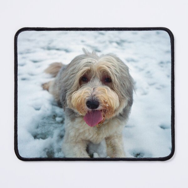 Item preview, Happy New Year From Bailey designed and sold by Paul Thompson Photography.