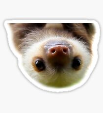 cute baby sloth Sticker