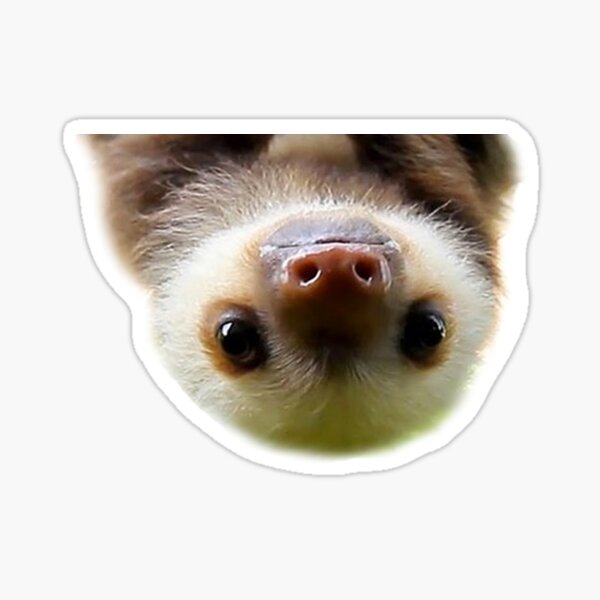 cute baby sloth Sticker