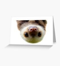 cute baby sloth Greeting Card