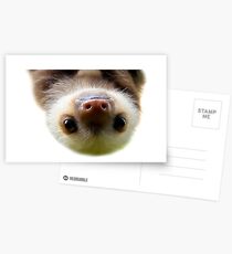 cute baby sloth Postcards