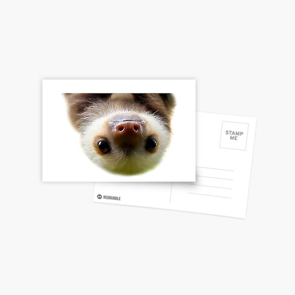 cute baby sloth Postcard