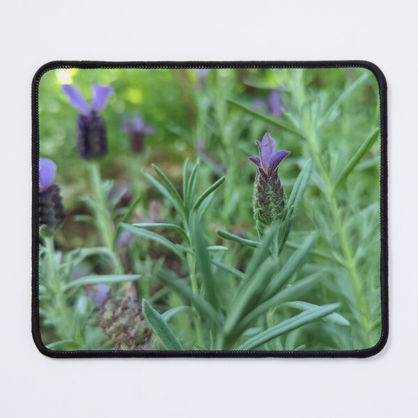 Item preview, Lavandula Stoechas designed and sold by Jkund19.