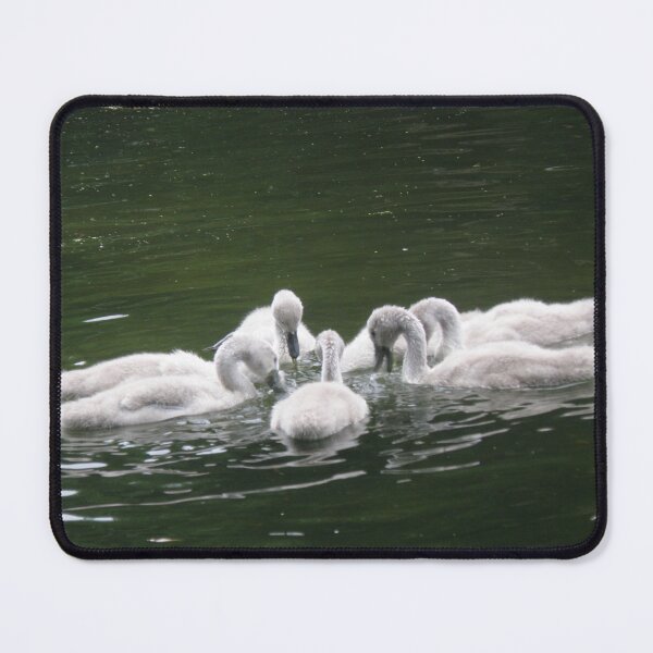Item preview, Cute Fluffy Baby Mute Swans Photograph designed and sold by naturegallery.