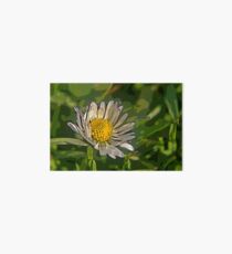 Macro Daisy B Art Board
