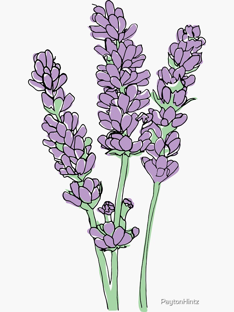 17 Beautiful Lavender Drawing Ideas - Beautiful Dawn Designs