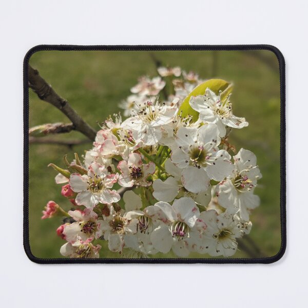 Item preview, White Tree Flowers 5 designed and sold by AustaArt.