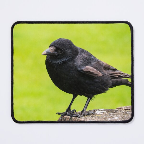 Item preview, The Wise Crow designed and sold by GingerMan2550.