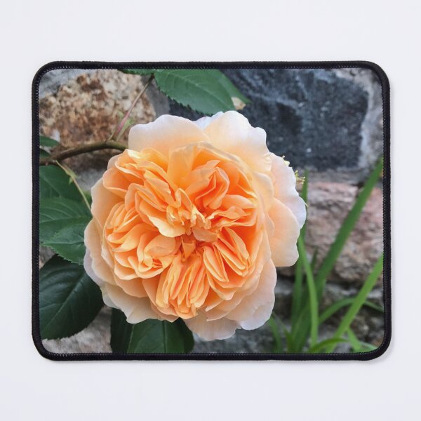 Item preview, Celebration Rose designed and sold by JuleZ54.