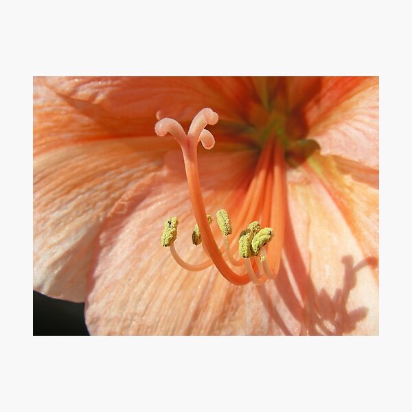 Item preview, Orange Amaryllis designed and sold by Mary  Lane.