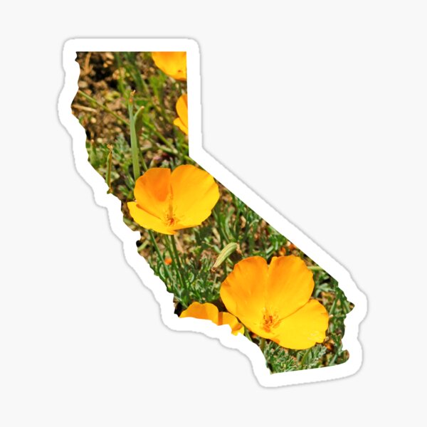 California Poppies Sticker