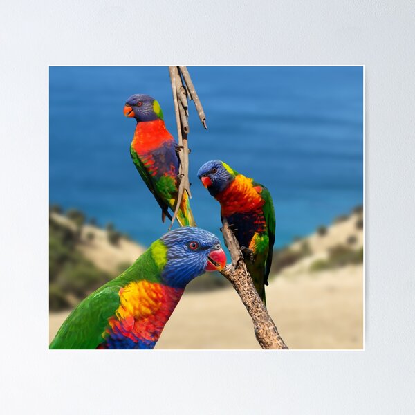 Artikelvorschau, Rainbow Lorikeet Love, Australian Birds, Bright and Colorful Birds with personality and sparkle entworfen und verkauft von Orianah.