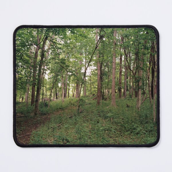 Item preview, A beautiful photo inside a woods designed and sold by Creative Pictures.
