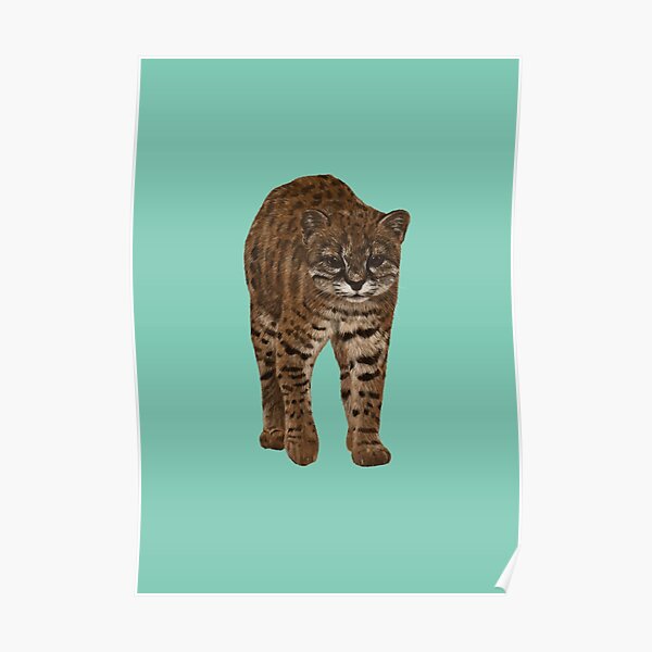 "Kodkod" Poster for Sale by CLBArtDesign Redbubble