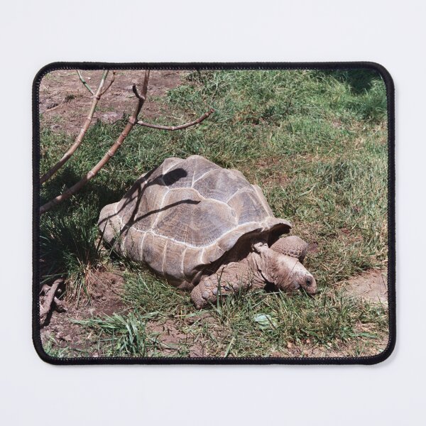 Item preview, Cool Tortoise designed and sold by Creative Pictures.