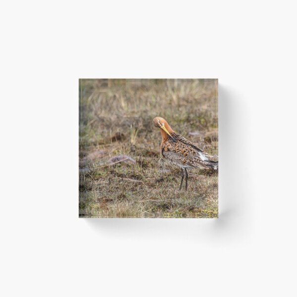 Artikelvorschau, Limosa limosa entworfen und verkauft von Gbenonys Art.