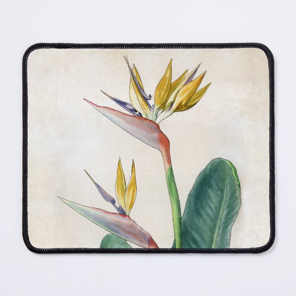 Item preview, Strelitzia reginae designed and sold by GoaVas.