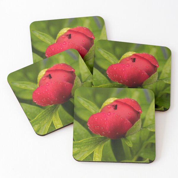 Artikelvorschau, Peony Drops entworfen und verkauft von Gralyn Boyd.