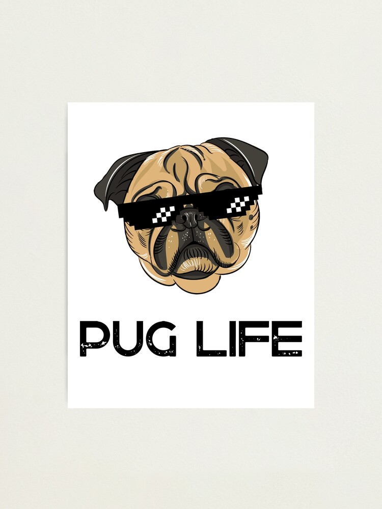 Pugs best sale with sunglasses