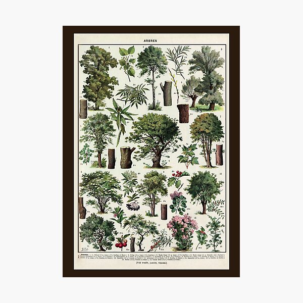 Item preview, Arbres 2 Vintage Illustration - Trees In Color by Millot designed and sold by molamode.