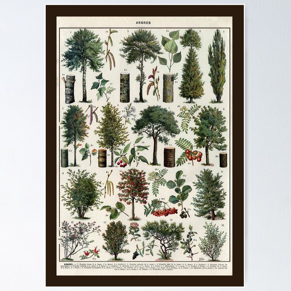 Item preview, Arbres 1 Vintage Illustration by Millot - Trees In Color French designed and sold by molamode.