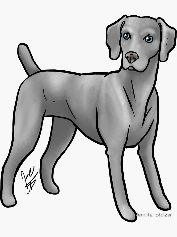 Weimaraner by jameson9101322
