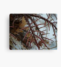 Coat of Ice Canvas Print