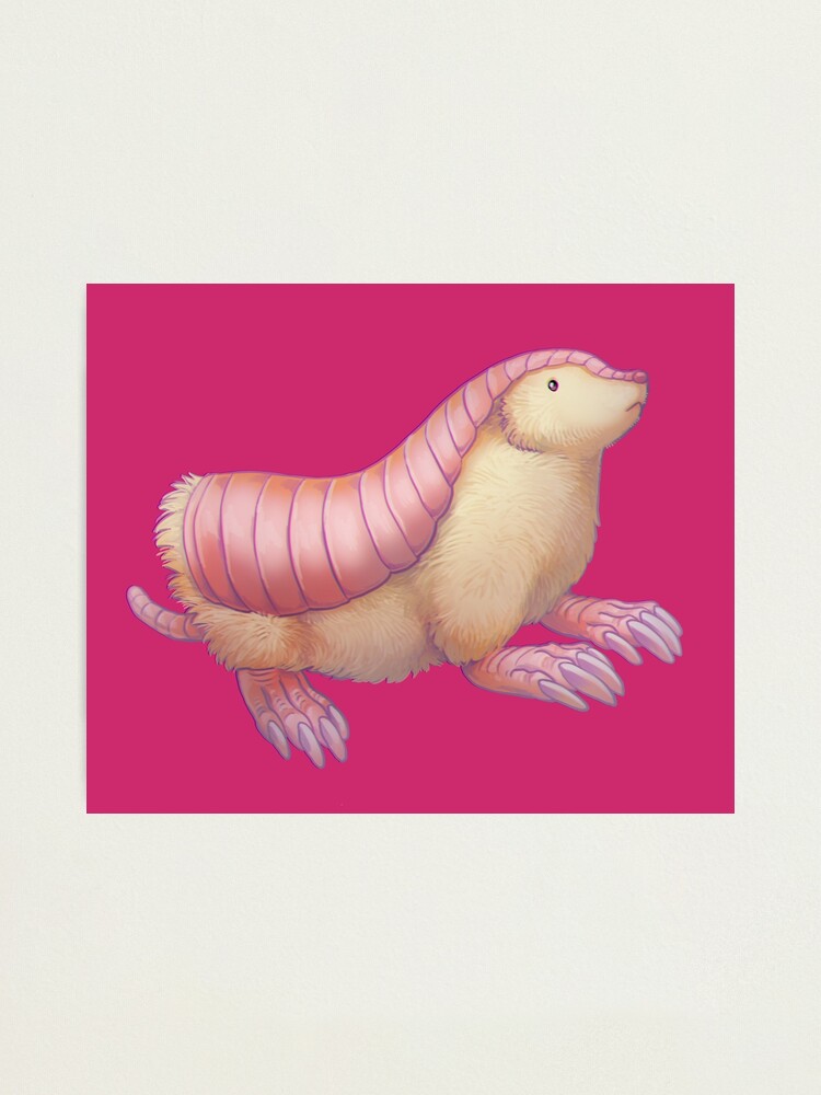 Pink Fairy Armadillos