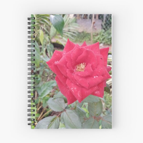 Aperçu de l'œuvre Copy of Copy of Conception de photographie de belles fleurs d'orchidées de couleur magenta créée et vendue par DHAMMISTYLES.