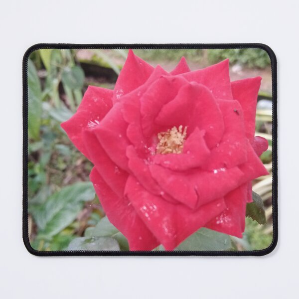 Item preview, Red Rose Flower Natural Photography Design designed and sold by DHAMMISTYLES.
