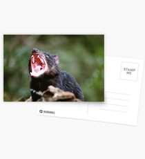 Tasmanian Devil Postcards