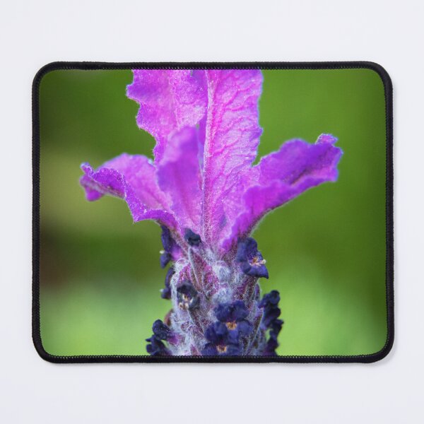 Item preview, Single Lavender flower designed and sold by DVart-nz.