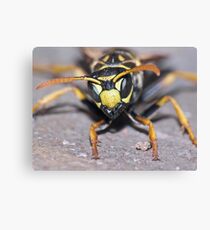 Winter Wasp ! Canvas Print