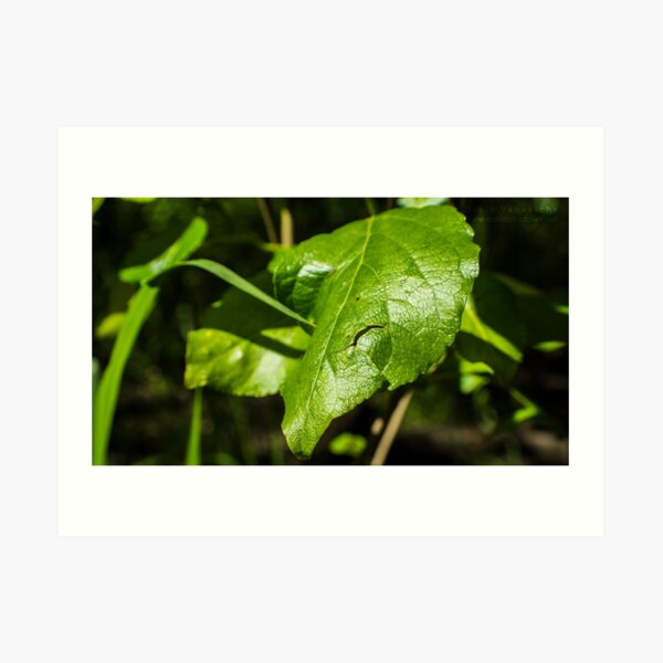 Green leaf Art Print