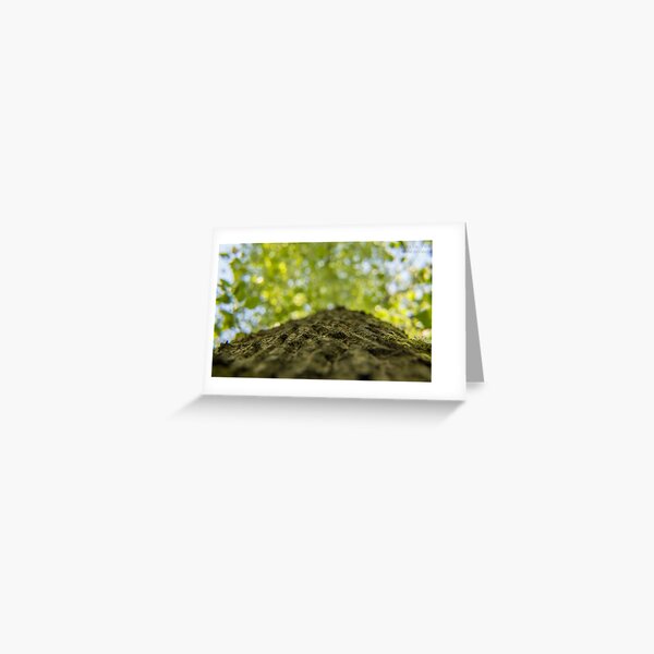 To the sky through the trees Greeting Card