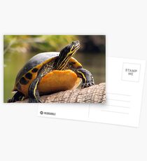 Sitting Pretty Postcards