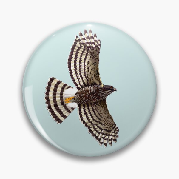 Item preview, Crested Goshawk, Predators in the dense forest designed and sold by LeoXiang.