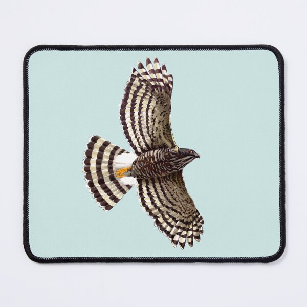 Item preview, Crested Goshawk, Predators in the dense forest designed and sold by LeoXiang.